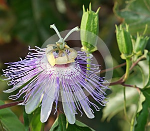 Passion flower