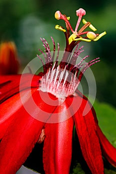 Passion Flower