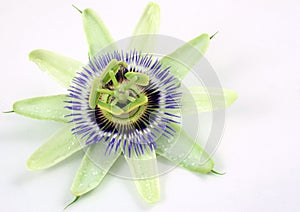 Passion flower