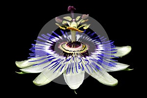 Passion Flower