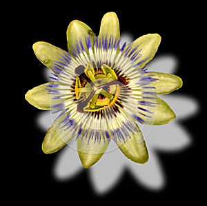 Passion flower photo