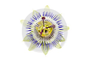 The passion flower