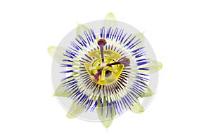 The passion flower photo