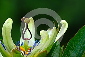 Passion flower 2