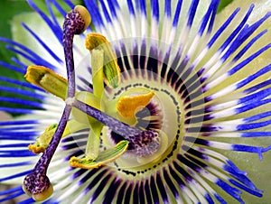 Passion Flower