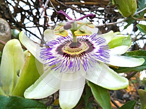 Passion Flower