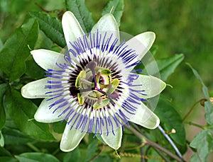 Passion flower