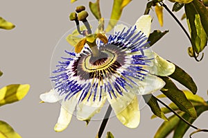 Passion flower