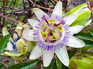 Passion Flower