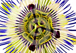 Passion flower