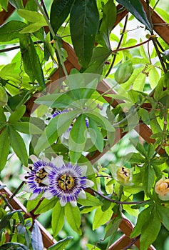 Passion flower