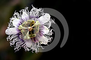 A passion flower