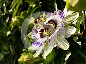 Passion Flower