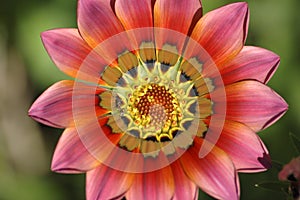 Passion flower photo