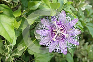 Passion flower