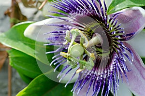 Passion Flower