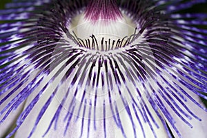 Passion Flower