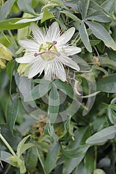 Passion flower