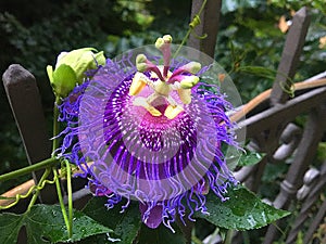 Passion flower, beauty and uniqueness