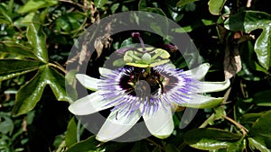 Passion Flower with a bee collecting pollen