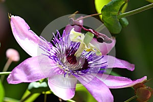 Passion flower in bloom