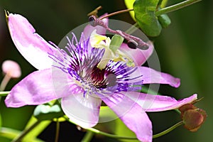 Passion flower in bloom