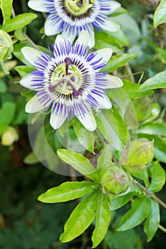 Passion Flower in bloom Passiflora caerulea