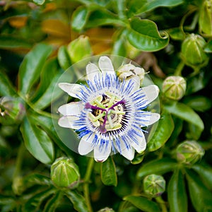 Passion flower in bloom. Passiflora. Flower-buds around.