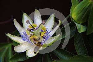 Passion flower blooming in tropical garden. Passiflora blossomin