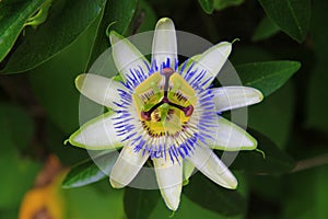 Passion flower blooming in tropical garden. Passiflora blossoming outdoors