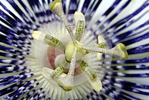 Passion Flower Blue closeup