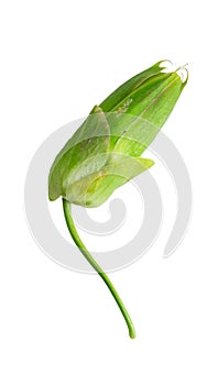 Passion flower bud, isolated background. Passiflora