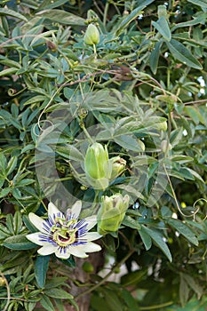 Passion flower with buds.