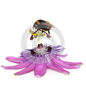 Passion Flower and Bumblebee