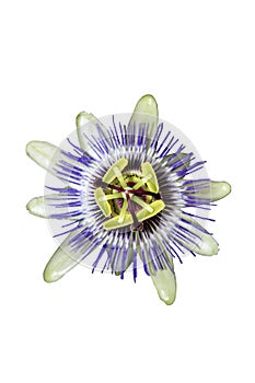 Passion flower with clipping path