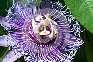 Passion Flower close up