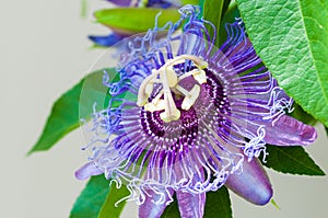 Passion flower close-up