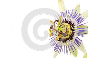 Passion flower closeup