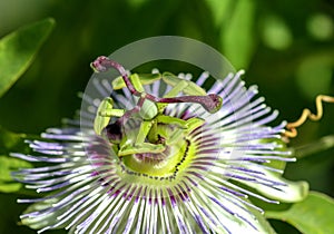 Passion flower in closeup