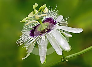 Passion flower photo