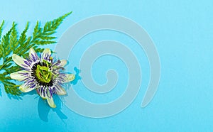 Passion flower with fern leaf on a blue background Flora concept. Copy space