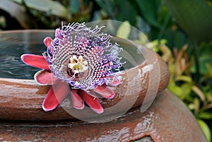 Passion Flower floating in an urn