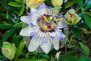 Passion flower flowering flower plant herb nature natural detail close up