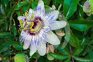 Passion flower flowering flower plant herb nature natural detail close up