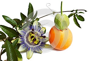 Passion flower and fruit isolated on white background