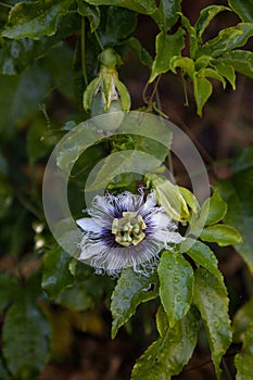 Passion flower and fruit producing in southwest Florida in spring