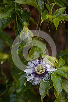Passion flower and fruit producing in southwest Florida in spring