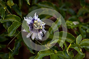 Passion flower and fruit producing in southwest Florida in spring