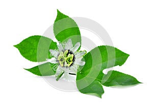 Passion flower with green leaves isolated on white