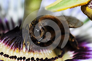 Passion flower with hornet.